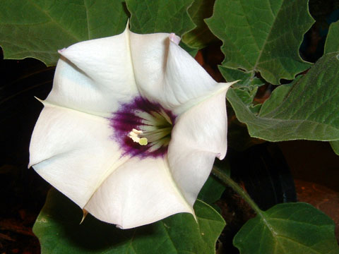 Datura Plant